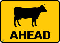 Cattle Ahead